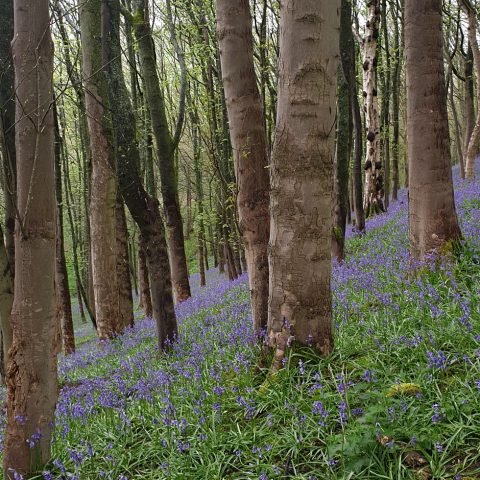 Bluebells in the forest