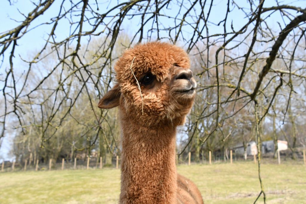 Ethel the Alpaca