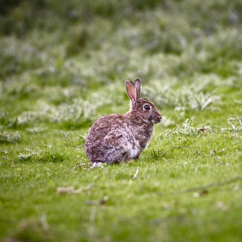 Rabbit