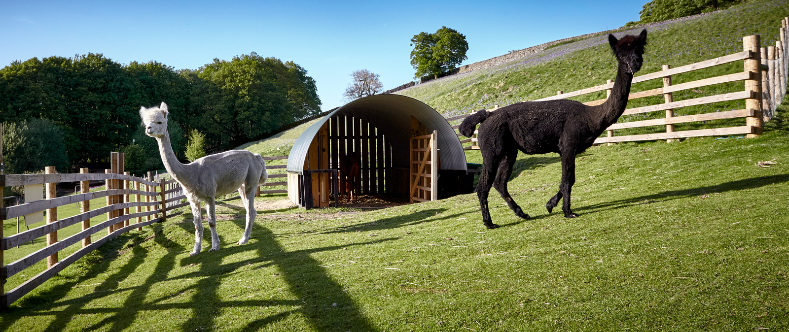 Our Alpaca enclosure