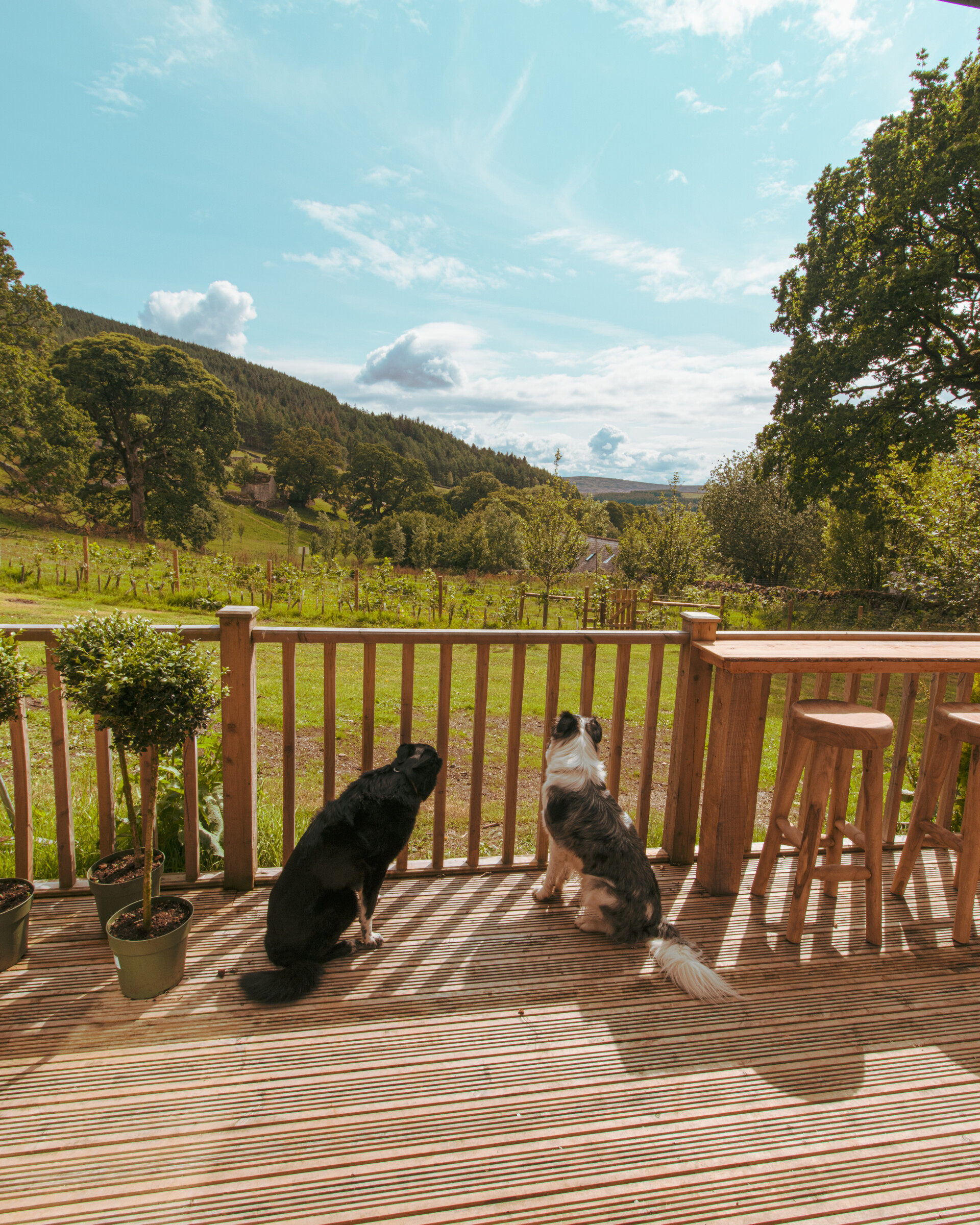 From scenic views to their very own private field, dogs at Howgill Lodge have everything they need for an unforgettable stay!