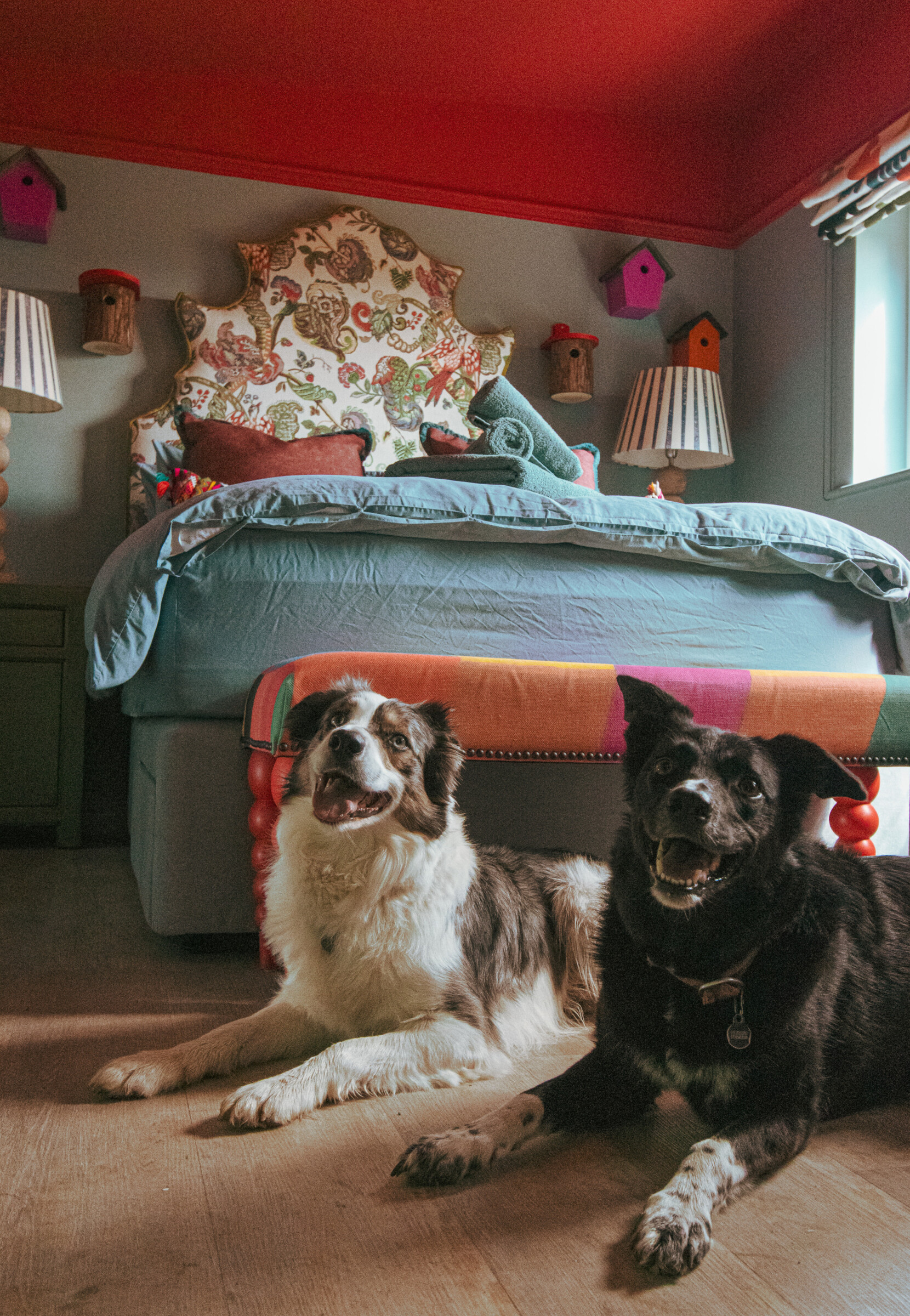 See how dogs are enjoying their stay inside the warm and welcoming dog-friendly lodge at Howgill. Perfect for pups who love comfort and adventure!