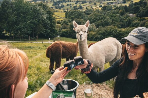 Alpaca Experience in Barden