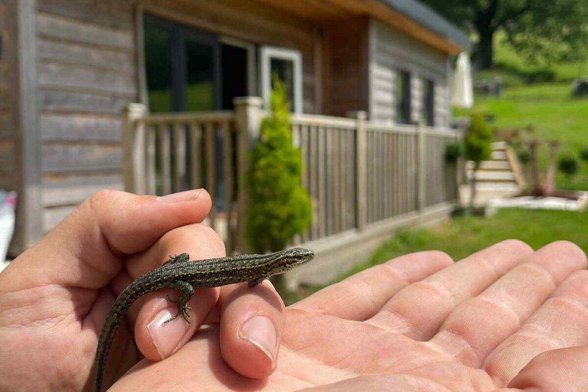 A common lizard sunbathing