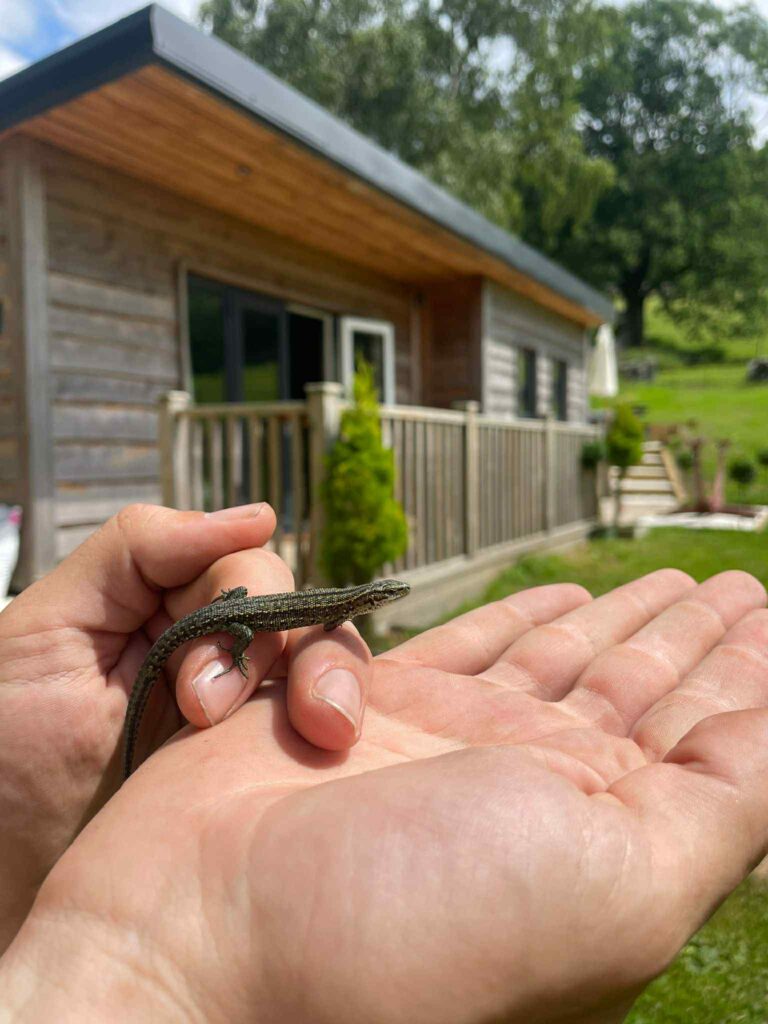A common lizard sunbathing
