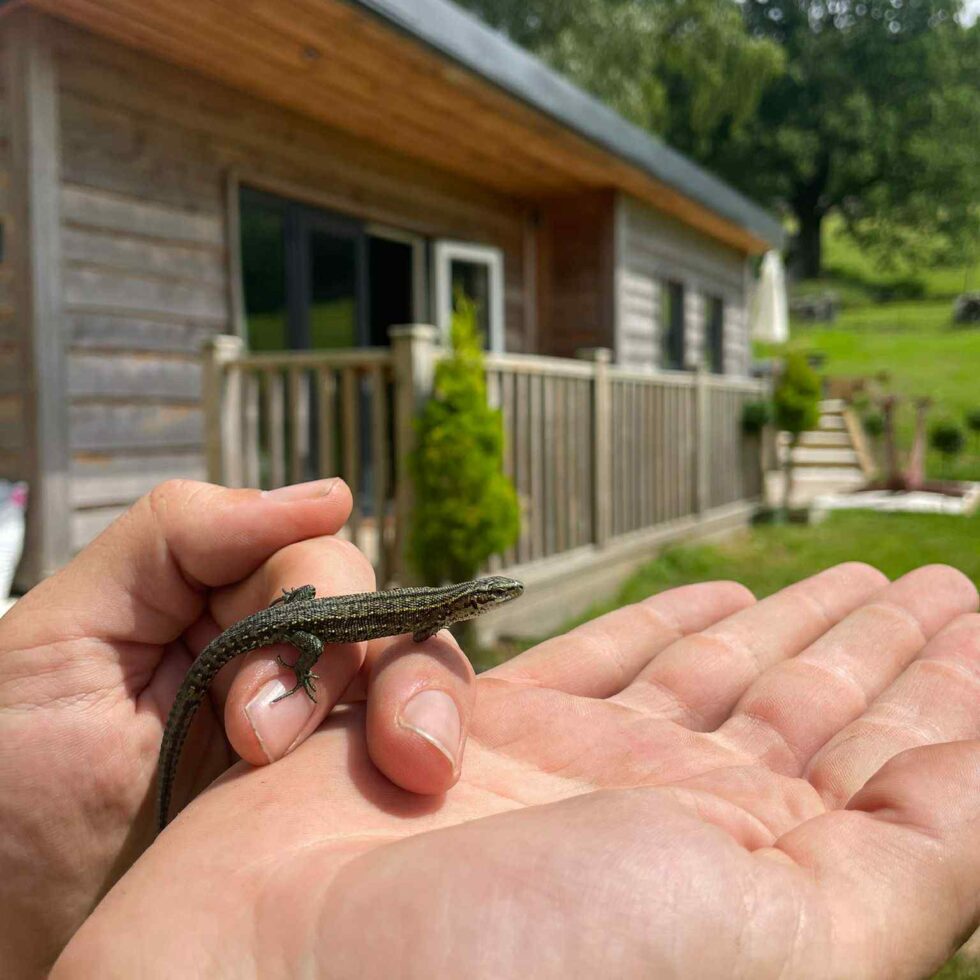 A common lizard sunbathing