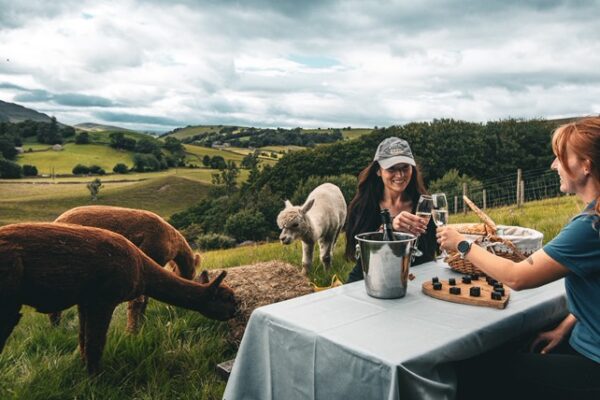 Bottle of chilled Prosecco in an ice bucket for Brownies & Bubbles alpaca experience